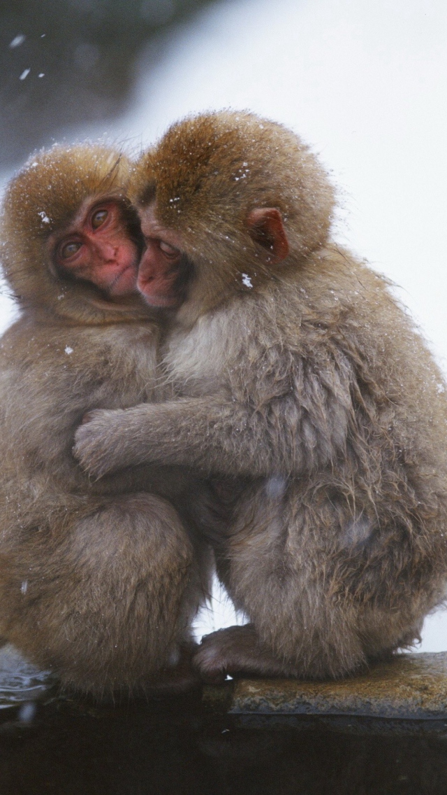 Обои Monkey Love 640x1136