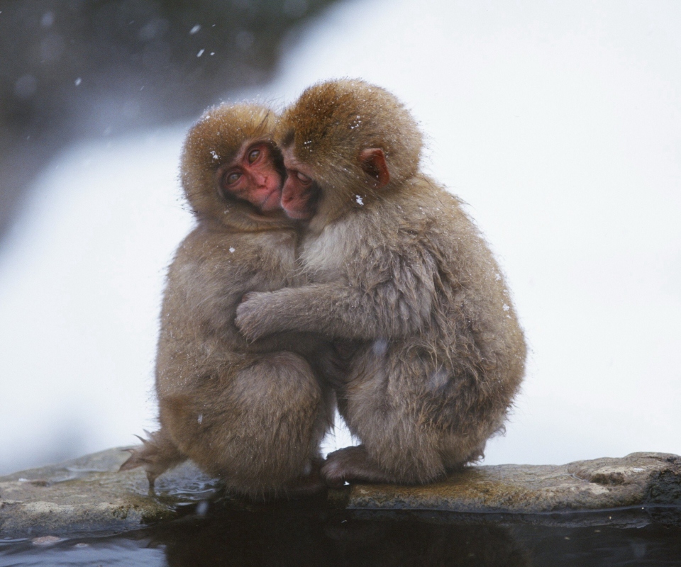 Обои Monkey Love 960x800