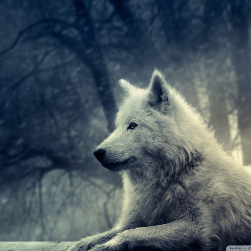 Обои White Wolf Painting 1024x1024