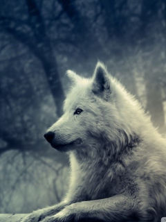 White Wolf Painting wallpaper 240x320