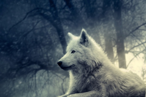 Sfondi White Wolf Painting 480x320
