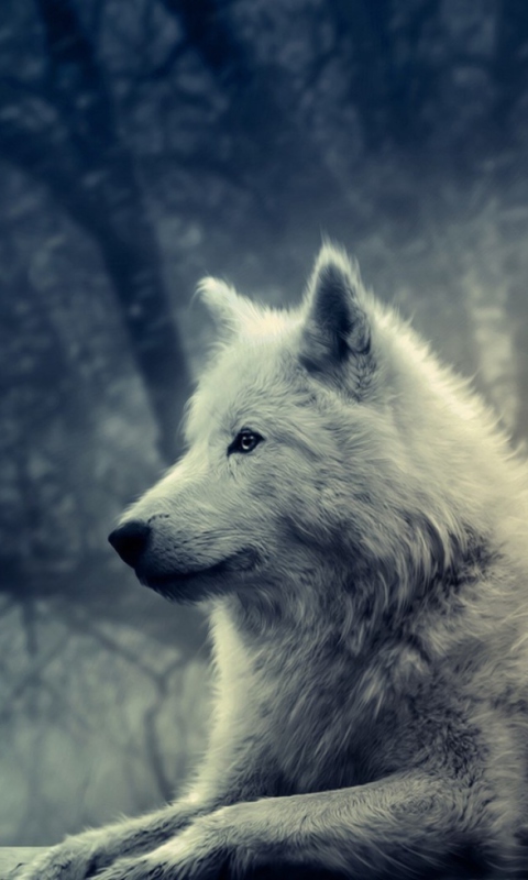 White Wolf Painting wallpaper 480x800