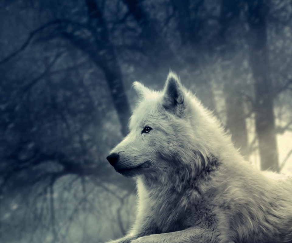 White Wolf Painting wallpaper 960x800