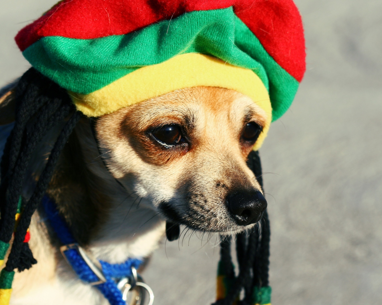 Screenshot №1 pro téma Rasta Dog 1280x1024