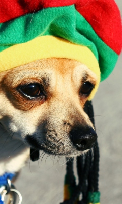 Das Rasta Dog Wallpaper 240x400