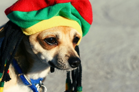 Sfondi Rasta Dog 480x320