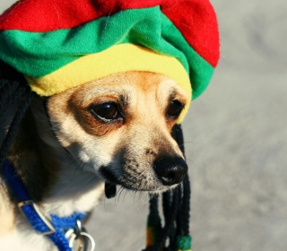 Rasta Dog sfondi gratuiti per 2048x2048