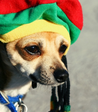 Rasta Dog sfondi gratuiti per iPhone 6 Plus