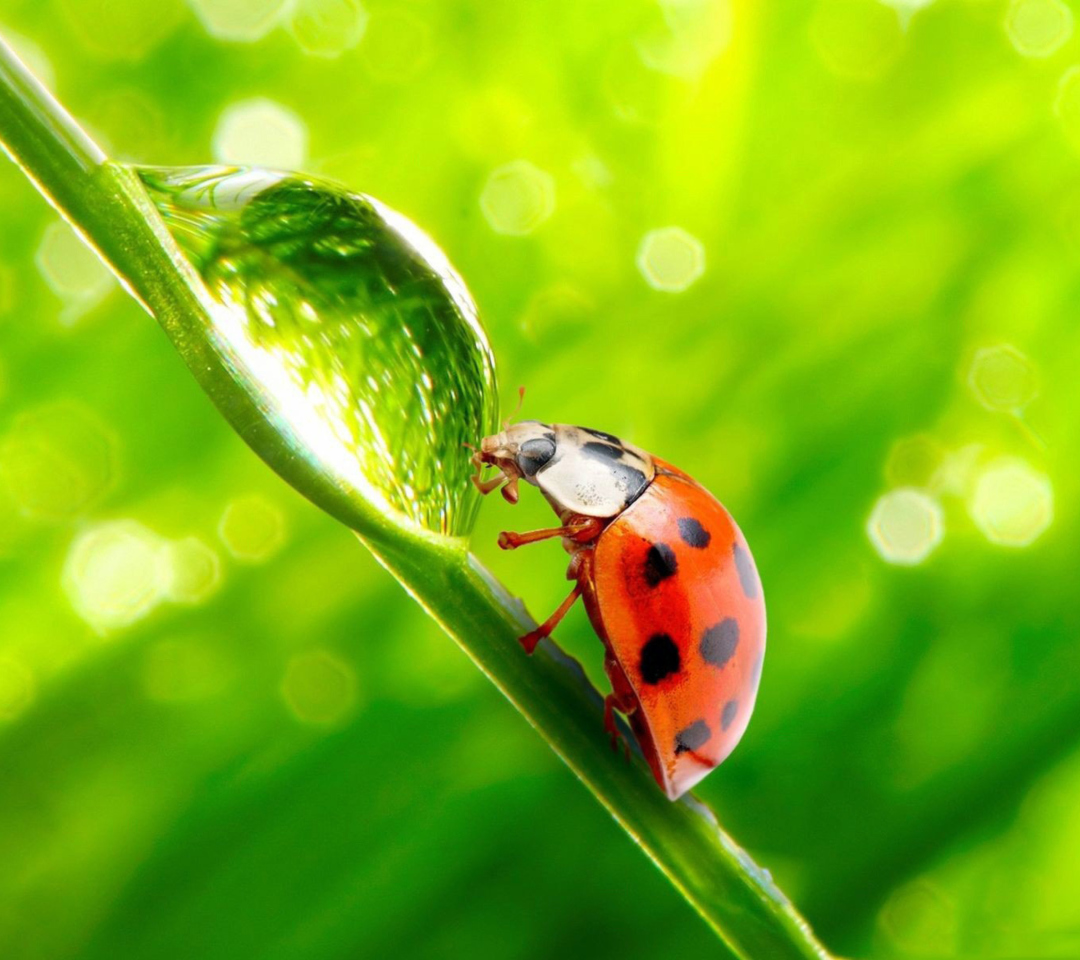 Sfondi Ladybug Waterdrop 1080x960