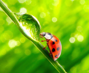Ladybug Waterdrop screenshot #1 176x144
