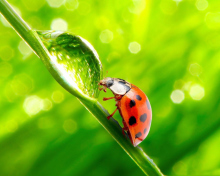 Ladybug Waterdrop screenshot #1 220x176