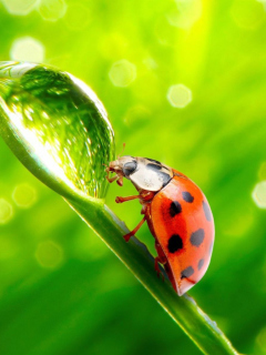 Обои Ladybug Waterdrop 240x320