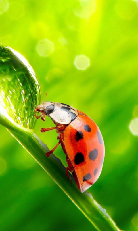 Ladybug Waterdrop screenshot #1 480x800