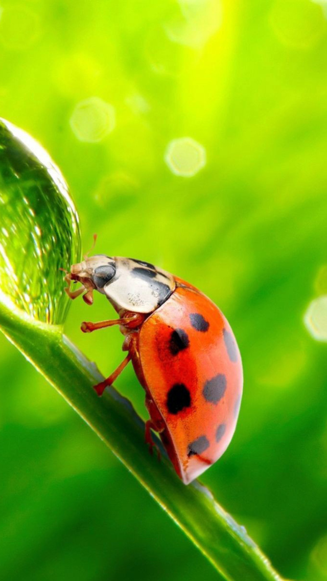 Fondo de pantalla Ladybug Waterdrop 640x1136