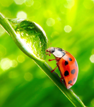 Kostenloses Ladybug Waterdrop Wallpaper für 240x320