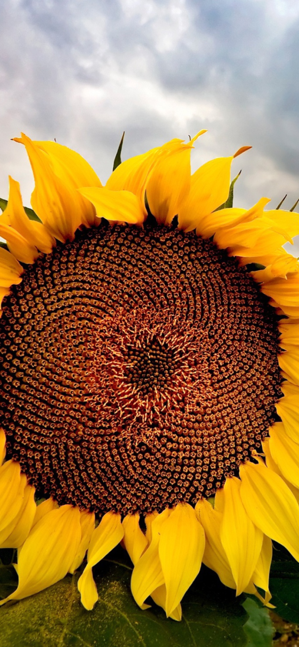 Sunflower wallpaper 1170x2532