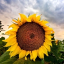 Sfondi Sunflower 128x128
