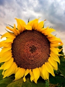 Sfondi Sunflower 132x176
