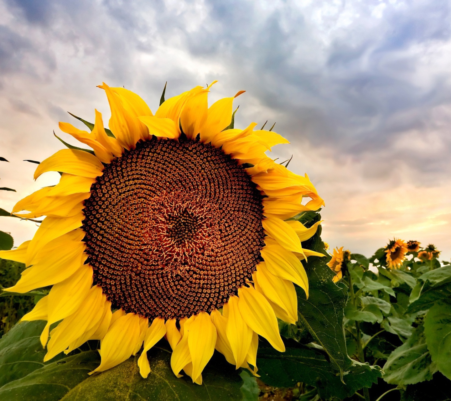 Fondo de pantalla Sunflower 1440x1280