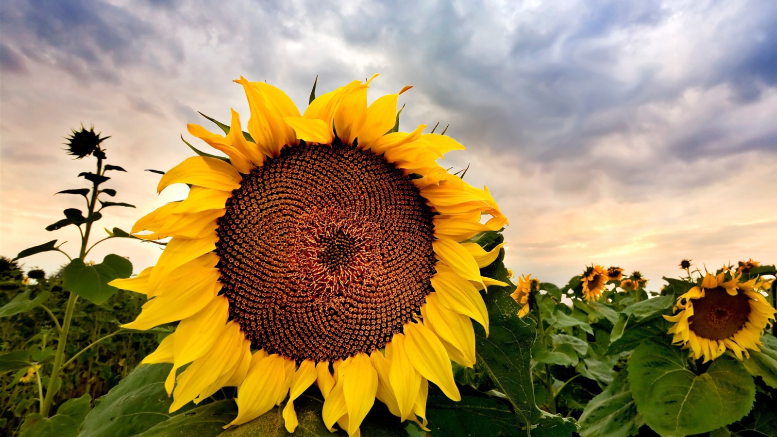 Fondo de pantalla Sunflower 1600x900