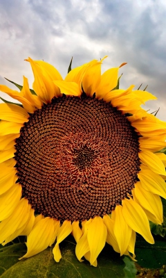 Das Sunflower Wallpaper 240x400