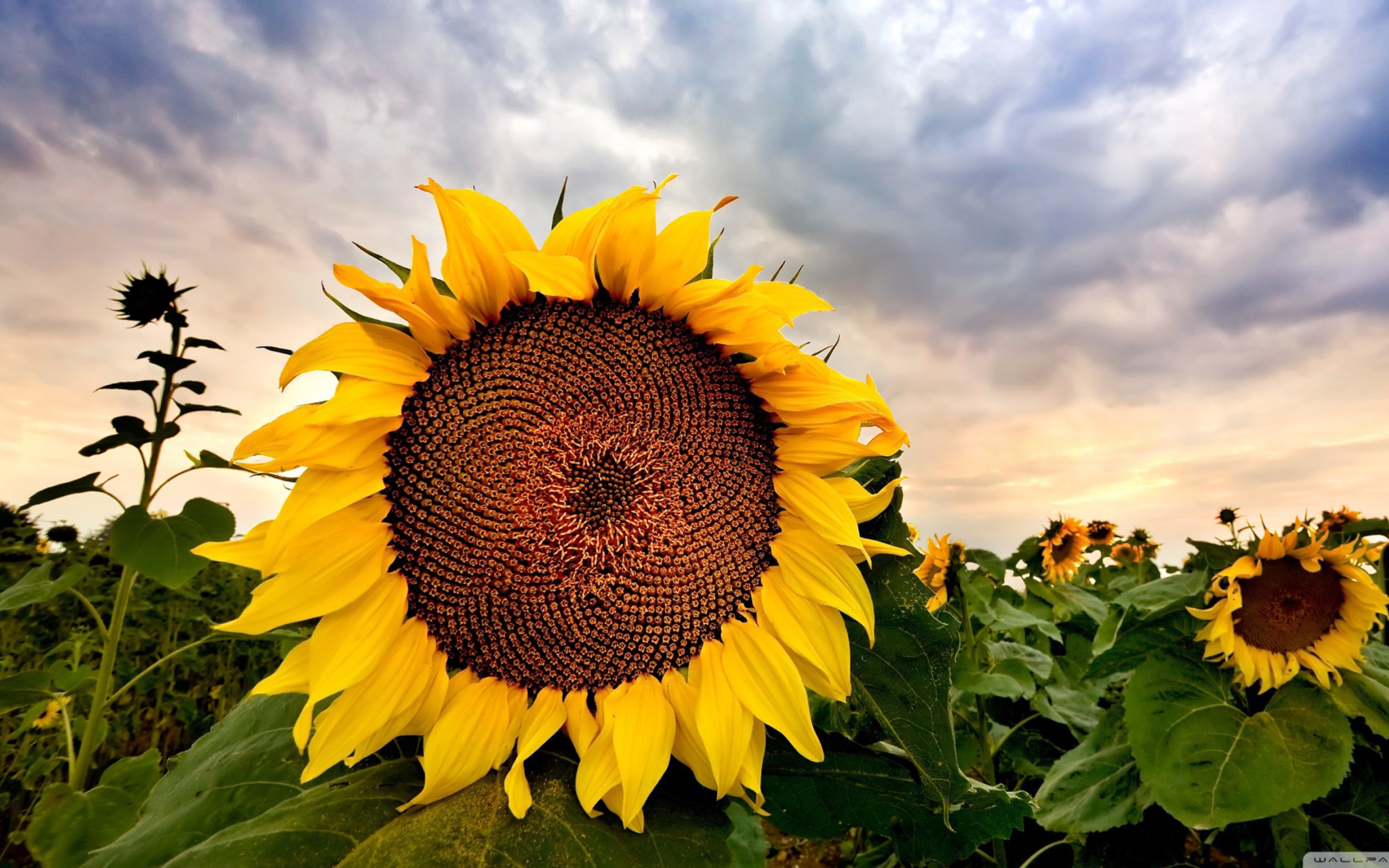 Das Sunflower Wallpaper 2560x1600