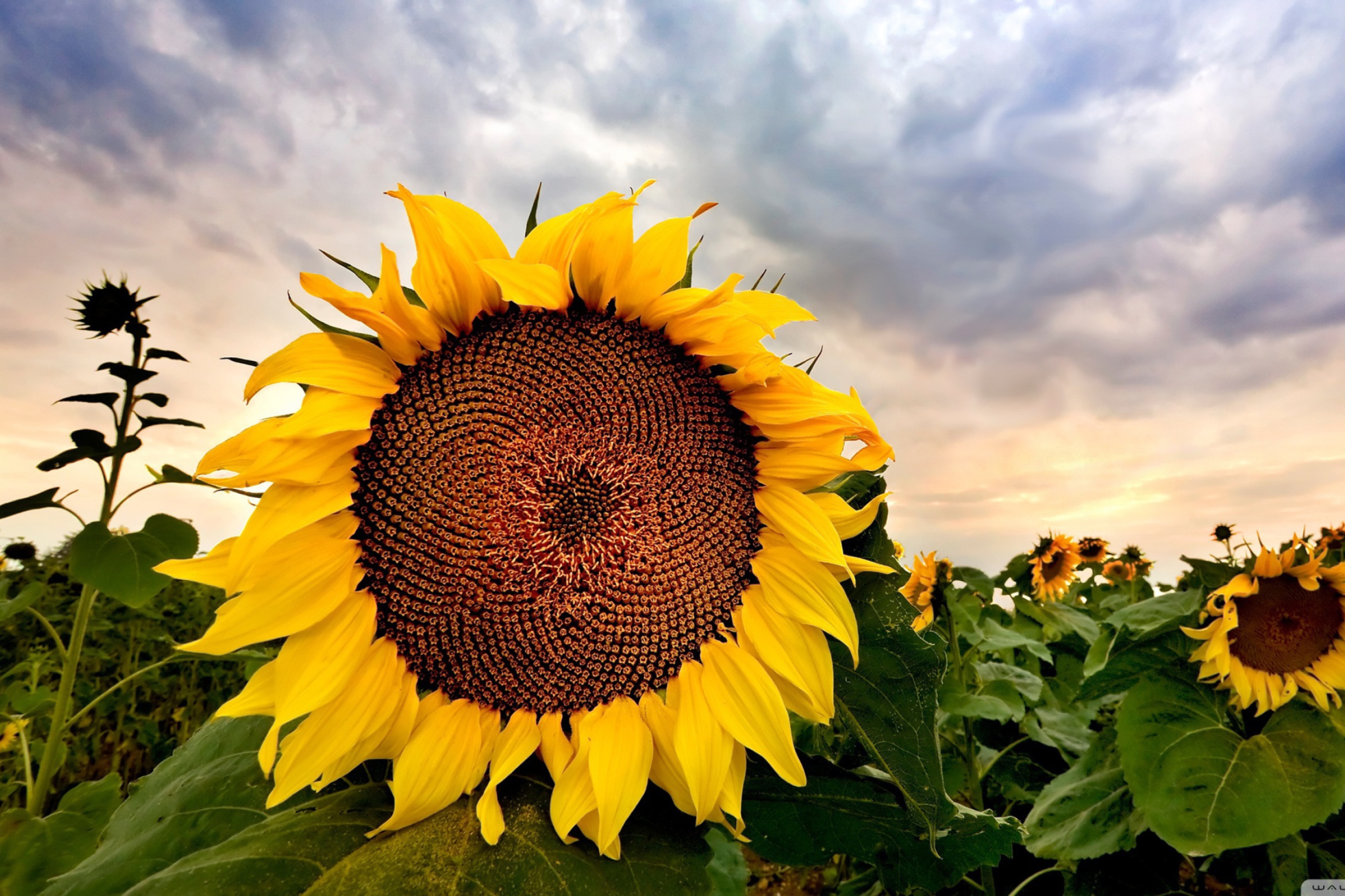 Sunflower wallpaper 2880x1920