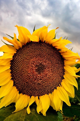 Fondo de pantalla Sunflower 320x480