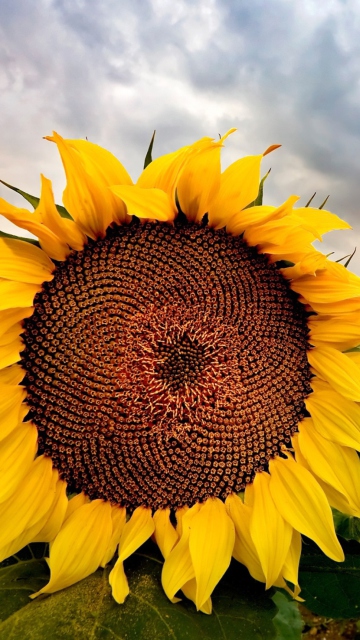 Sunflower wallpaper 360x640
