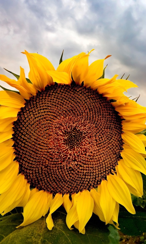 Sunflower wallpaper 480x800