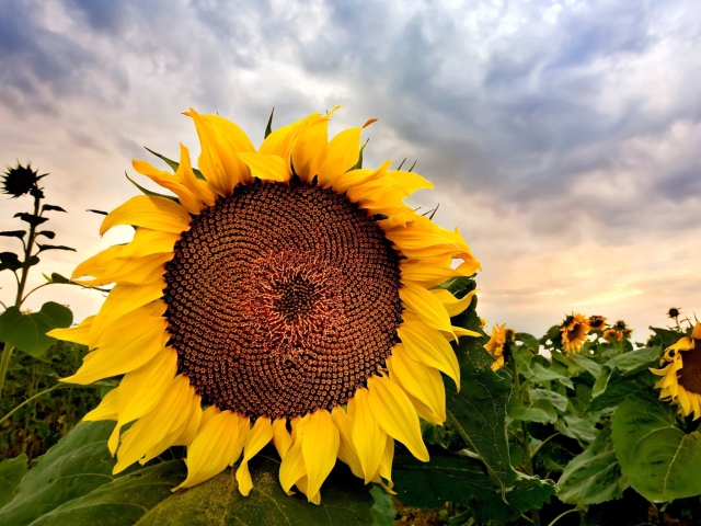 Das Sunflower Wallpaper 640x480