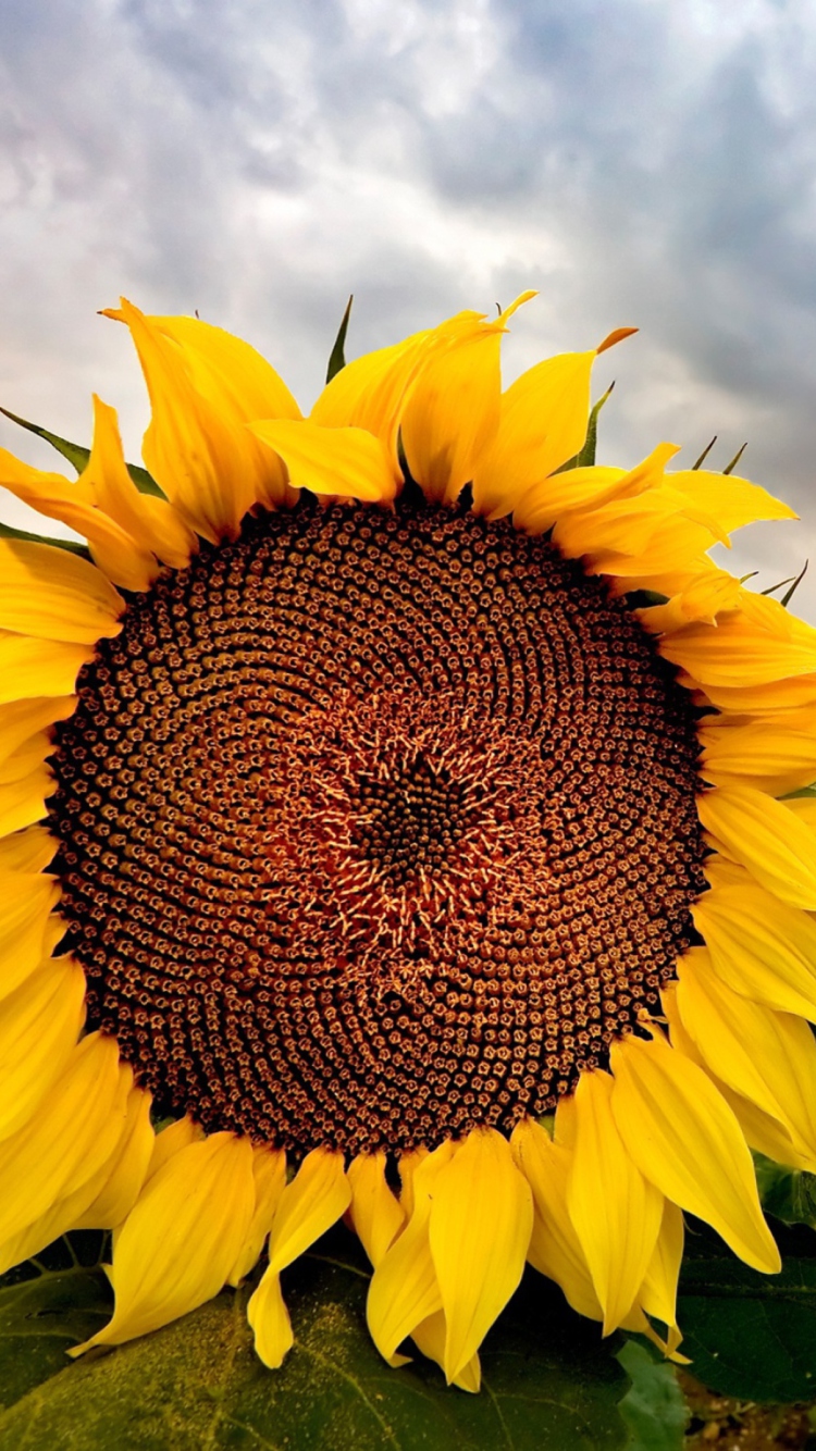 Sunflower wallpaper 750x1334