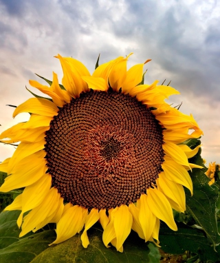 Sunflower - Obrázkek zdarma pro 240x400