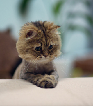 Shaved Kitten - Obrázkek zdarma pro Nokia C-Series