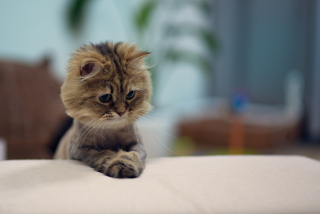 Shaved Kitten - Obrázkek zdarma pro Nokia Asha 210