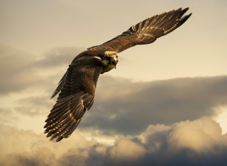 Free Falcon Picture for Android, iPhone and iPad