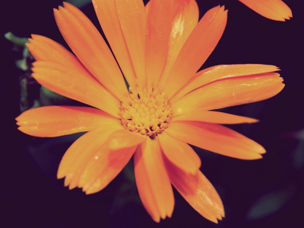 Screenshot №1 pro téma Orange Flower 1024x768