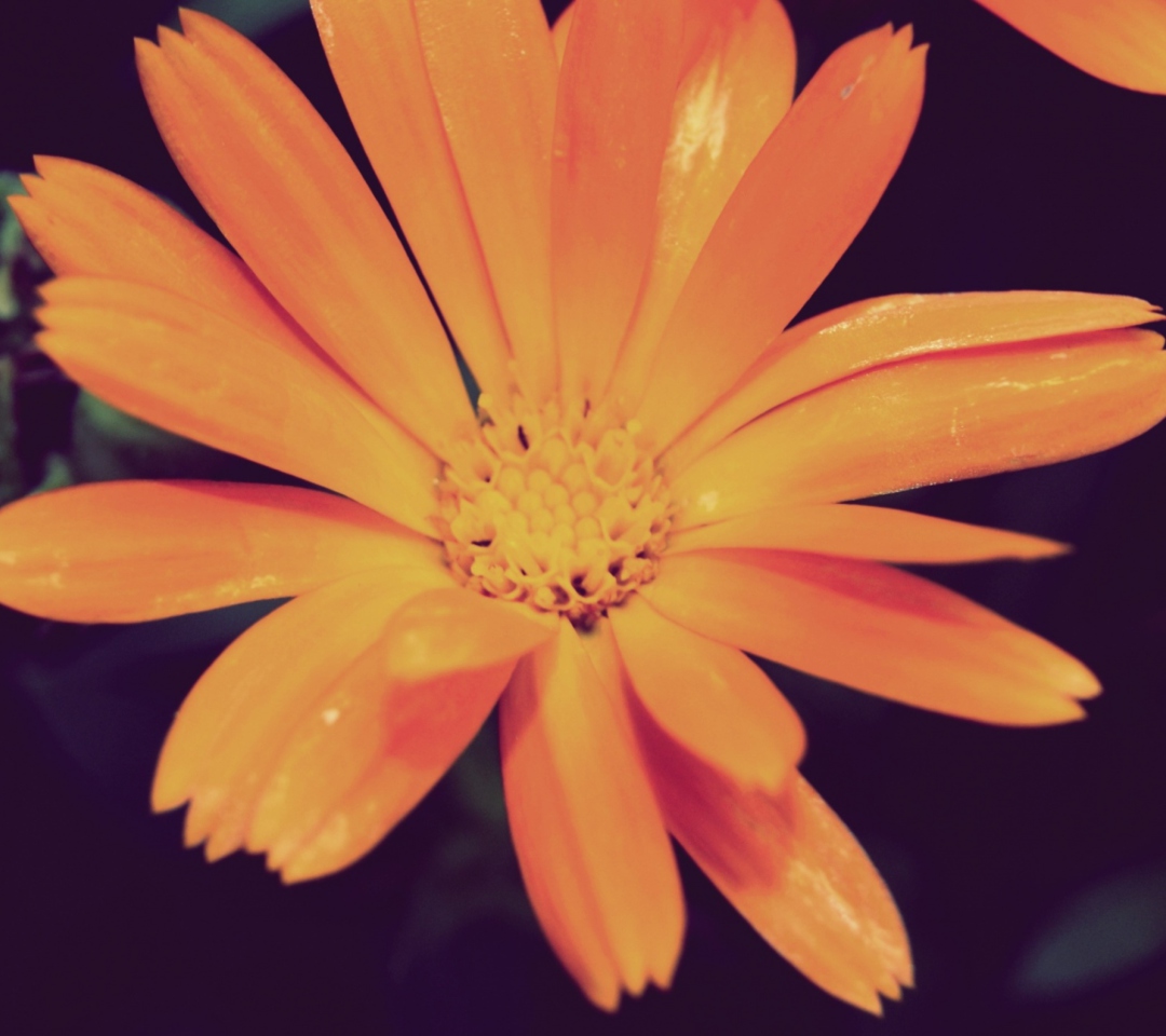 Обои Orange Flower 1080x960