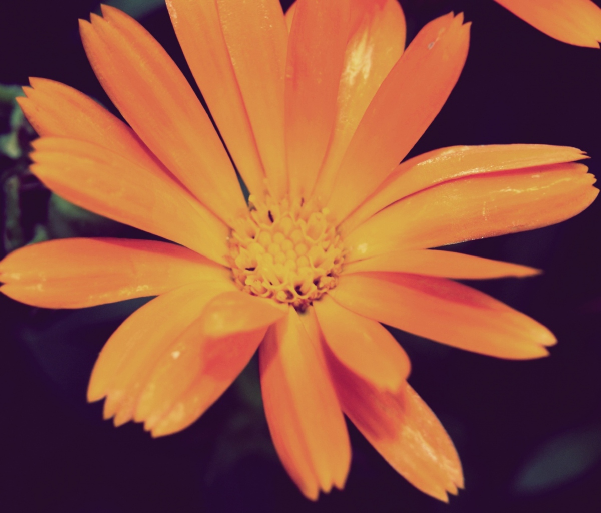 Fondo de pantalla Orange Flower 1200x1024