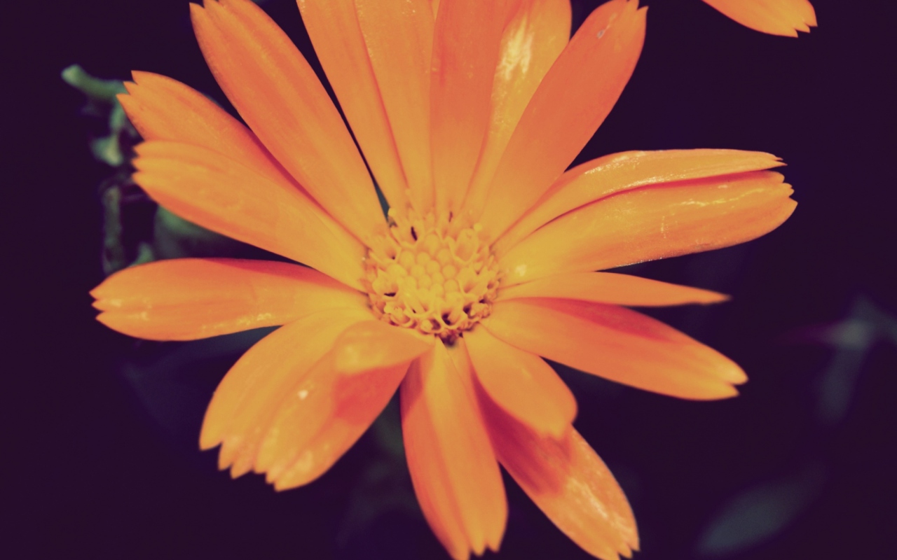 Обои Orange Flower 1280x800