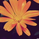Screenshot №1 pro téma Orange Flower 128x128