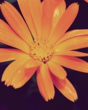 Fondo de pantalla Orange Flower 128x160