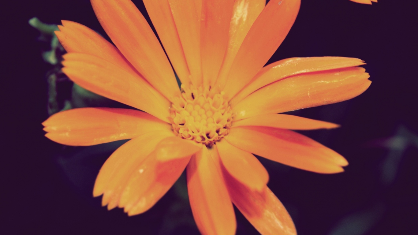 Обои Orange Flower 1366x768