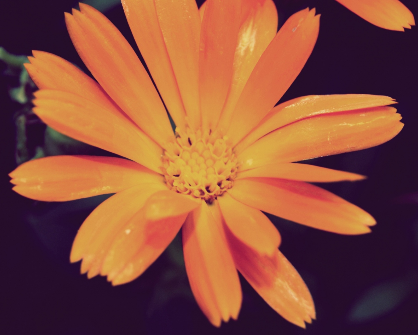 Fondo de pantalla Orange Flower 1600x1280
