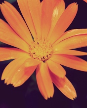 Обои Orange Flower 176x220