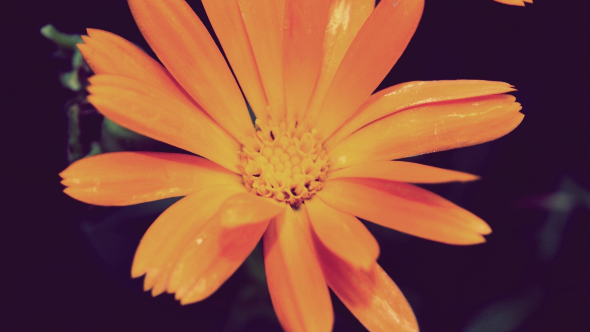 Sfondi Orange Flower 1920x1080