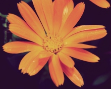 Screenshot №1 pro téma Orange Flower 220x176