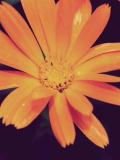 Screenshot №1 pro téma Orange Flower 240x320