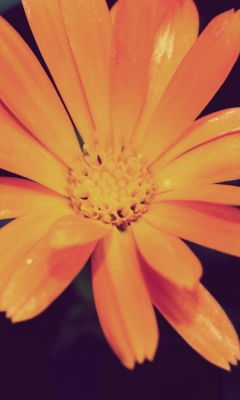 Orange Flower screenshot #1 240x400