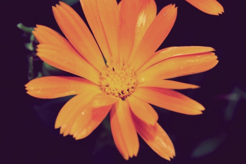 Das Orange Flower Wallpaper 480x320